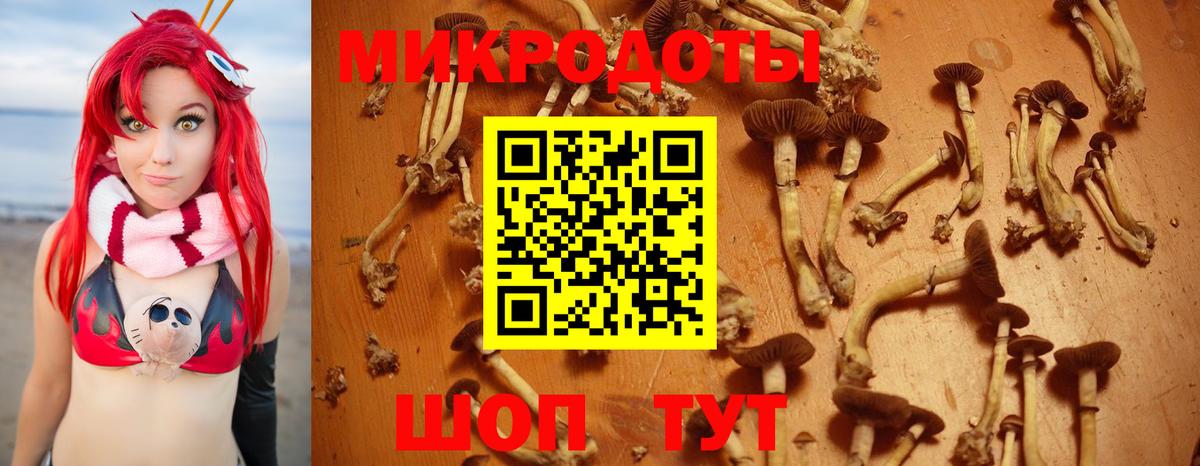 Галлюциногенные грибы Psilocybine cubensis Сатка